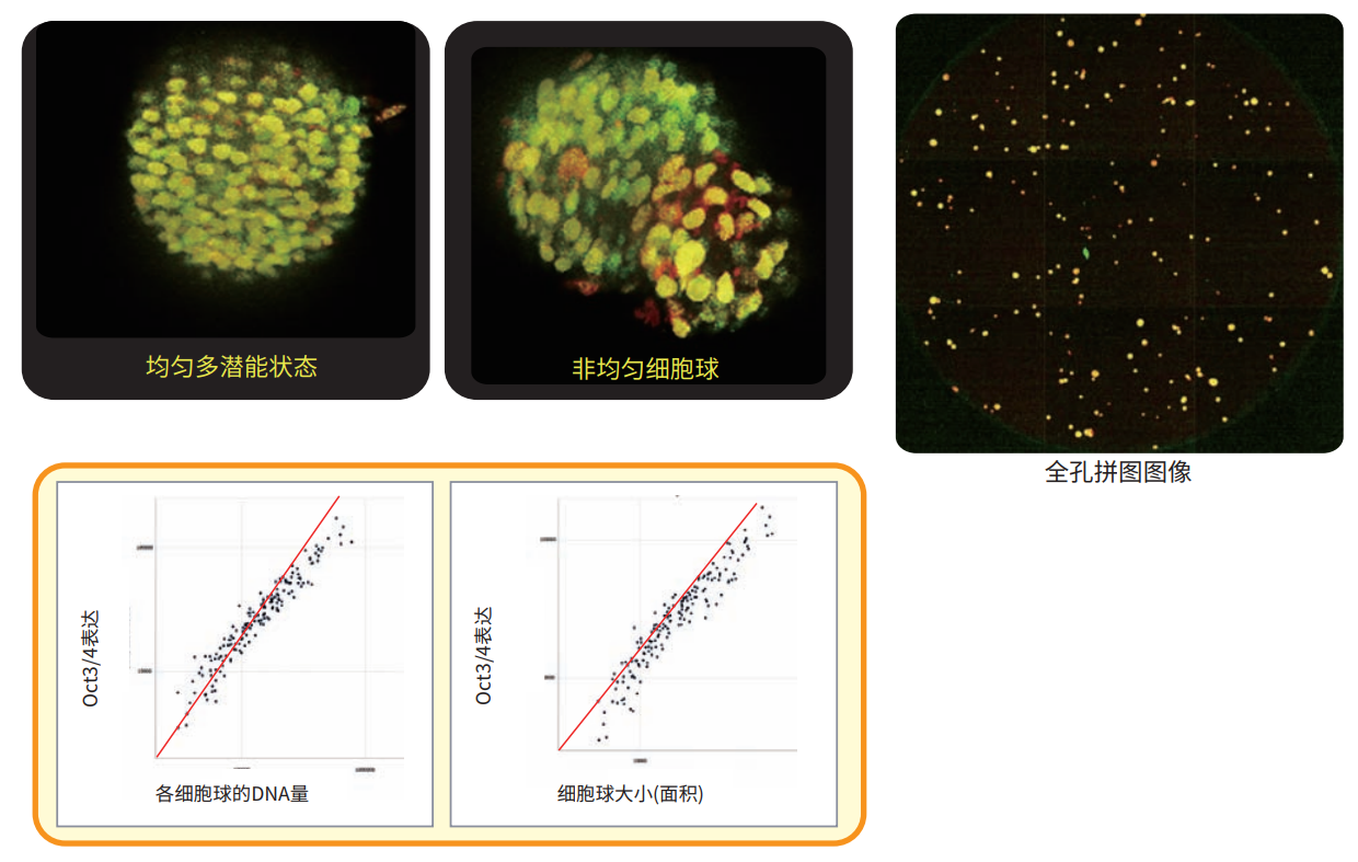 应用2 人iPSC细胞球成像.png 应用2 人iPSC细胞球成像.png