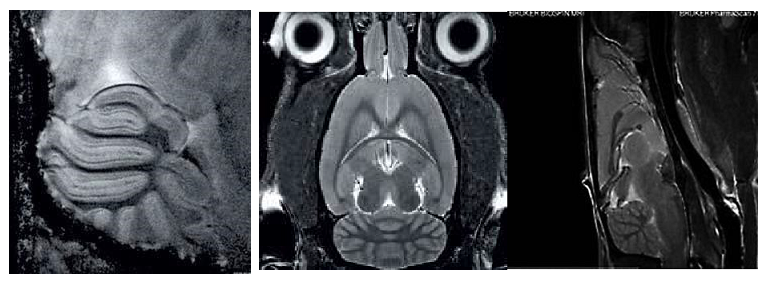 神经结构.png 神经结构.png