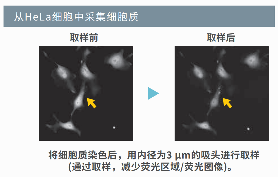 Hela细胞内取样.png Hela细胞内取样.png