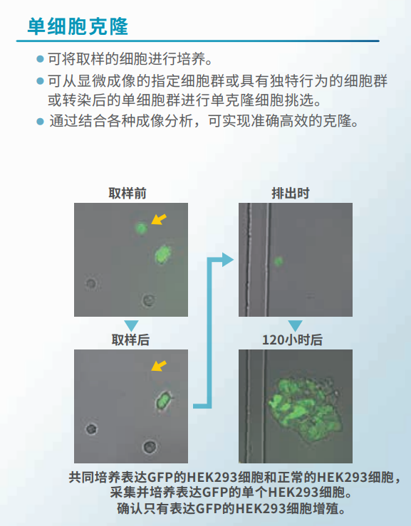 单细胞克隆.png 单细胞克隆.png