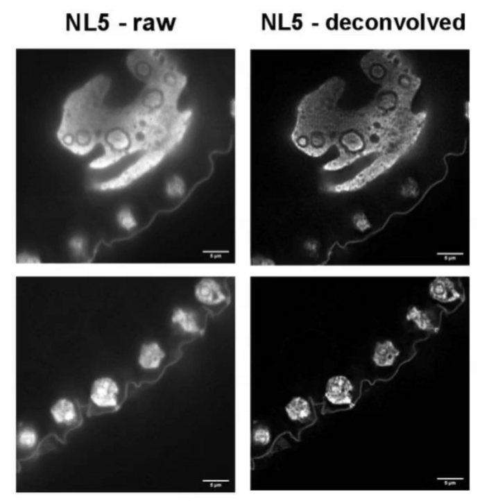NL5原始图像和NL5去卷积图像相对比.png NL5原始图像和NL5去卷积图像相对比.png