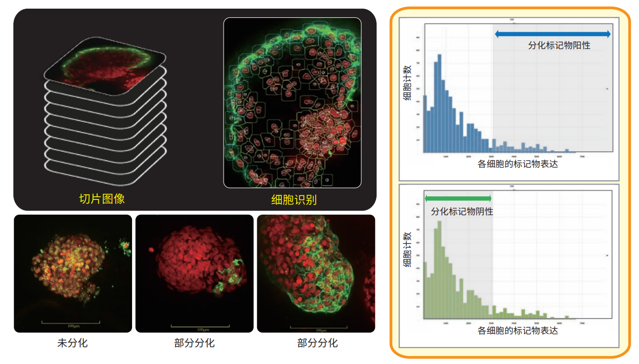 应用1细胞球成像.png 应用1细胞球成像.png